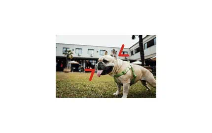 Connaissez-vous les bienfaits des animaux de compagnie au travail ? Connaissez-vous les bienfaits des animaux de compagnie au travail ?