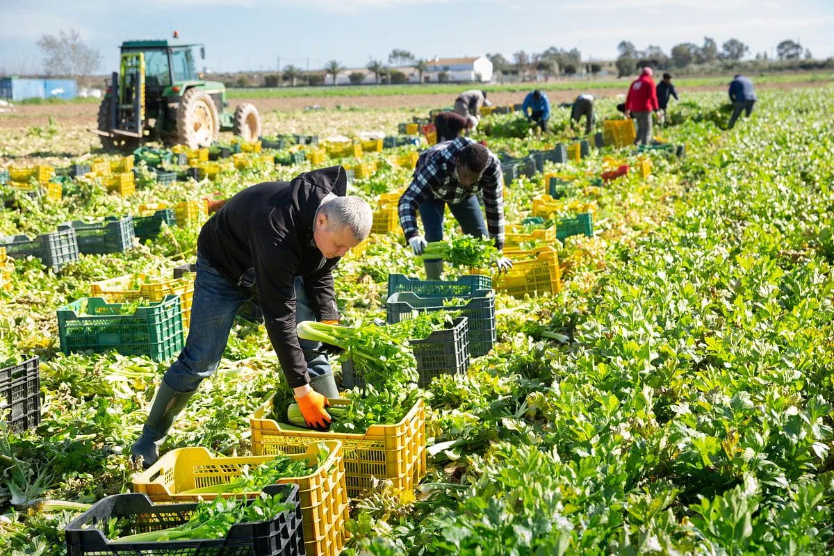 特定技能「農業」とは?制度の概要や受け入れのメリット・注意点を解説 特定技能「農業」とは?制度の概要や受け入れのメリット・注意点を解説