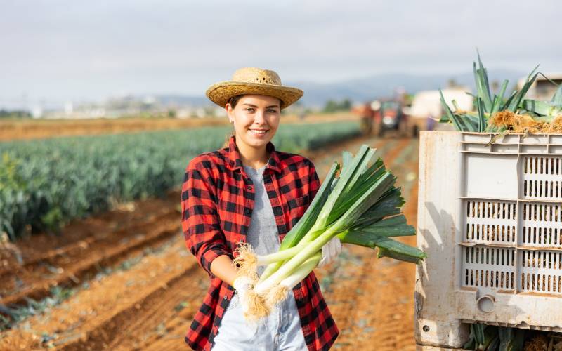 Jeune agricultrice souriante en chapeau de paille tenant une botte de poireaux dans un champ avec une caisse pleine de poireaux et un tracteur en arrière-plan