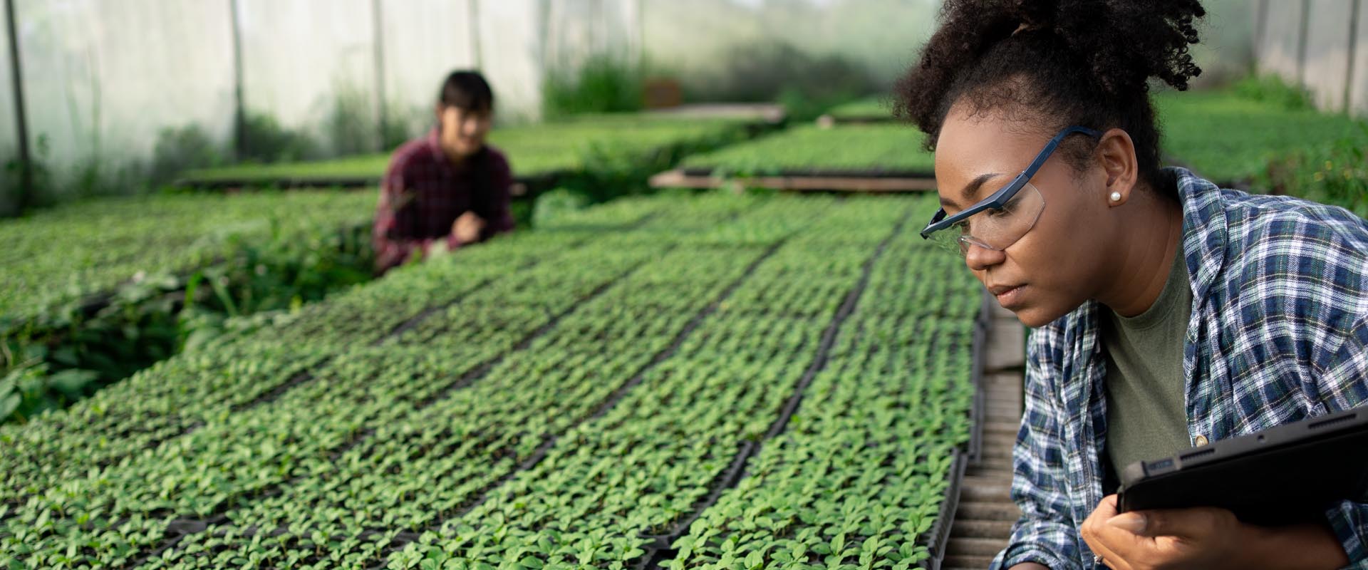 Greenhouse worker  inspecting crops in an  agricultural setting