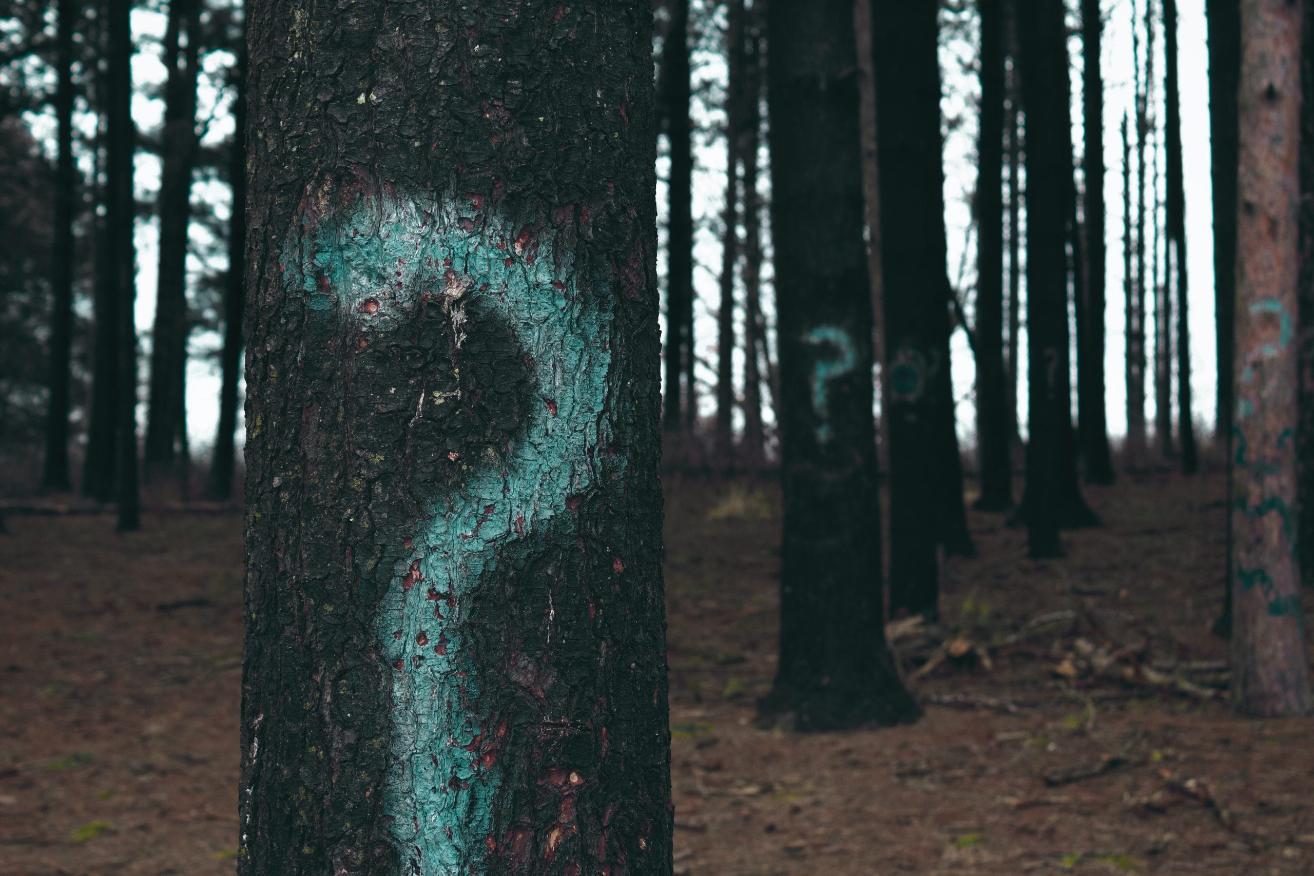 evan-dennis-i-IN3cvEjg-unsplash-scaled
