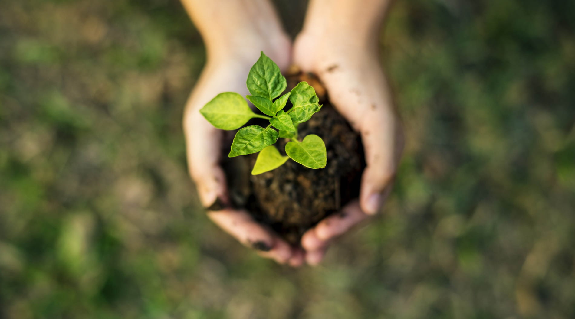 Corporate Social Responsibility in NZ: Essential for Businesses