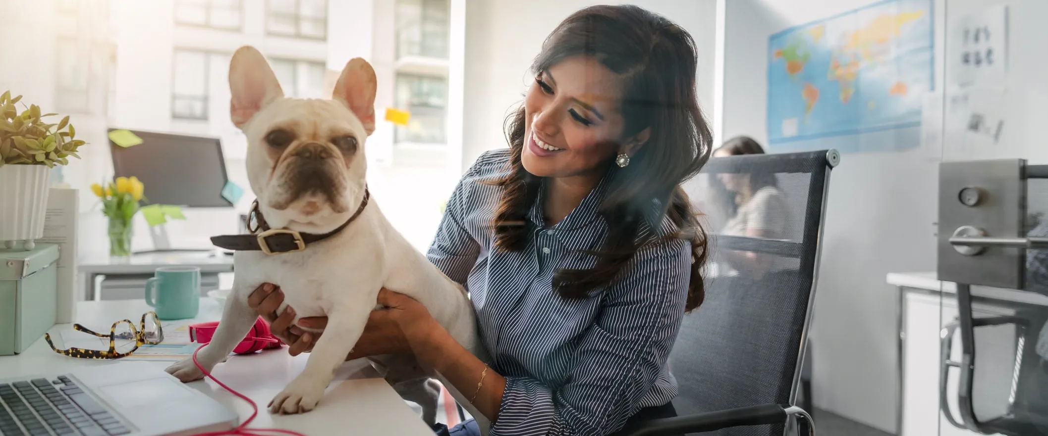 An office worker sits at their desk with a french bulldog sitting on their lap. An office worker sits at their desk with a french bulldog sitting on their lap.